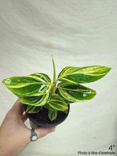 Charger l'image dans la galerie, Plante Alpinia ginger variegata en pot, feuilles vertes panachées jaune crème