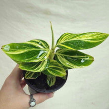 Load image into Gallery viewer, Plante Alpinia ginger variegata en pot, feuilles vertes panachées jaune crème