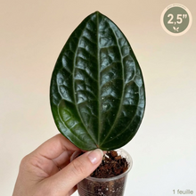 Charger l'image dans la galerie, Plante Hoya Clandestina : 1 feuille vert foncé en pot, taille 2,5 po