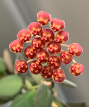 Charger l'image dans la galerie, Fleurs de Hoya neon DS-70 : petits bouquets rouges et jaunes sur tige