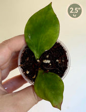 Load image into Gallery viewer, Plante Hoya Biakensis en pot transparent, feuilles vertes en forme de cœur
