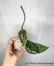 Charger l'image dans la galerie, Plante Hoya macrophylla en petit pot : feuille verte veinée et tige dressée
