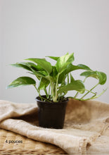 Charger l'image dans la galerie, Pothos golden