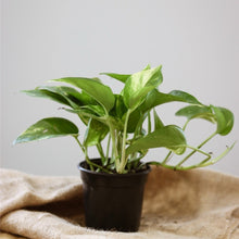 Charger l'image dans la galerie, Plante pothos doré en pot noir, feuilles vertes panachées sur tiges fines