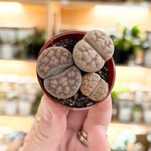 Load image into Gallery viewer, Lithops miniatures aux motifs bruns et gris, présentées dans la main.