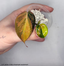 Charger l'image dans la galerie, Philodendron Micans variegata aux feuilles vert foncé et jaune, tige courte