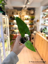 Load image into Gallery viewer, Alocasia zebrina