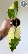 Load image into Gallery viewer, Feuilles d’Alocasia Portora Albo vert foncé et crème, en pot noir de substrat.