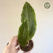 Charger l'image dans la galerie, Plante Hoya Golden Eye en pot, feuille vert foncé, tige fine, hauteur 2,5"