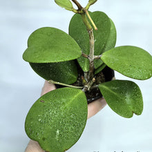 Load image into Gallery viewer, Plante succulente avec tige et feuilles vertes, en pot noir.