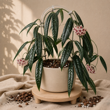 Load image into Gallery viewer, Plante Hoya Sulawesiana en pot blanc, feuilles vertes épaisses retombantes