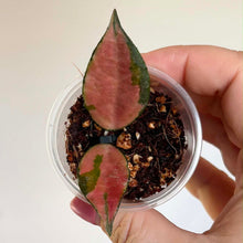 Charger l'image dans la galerie, Plante panachée en petit pot, feuilles vertes à rougeùtre, tenue à la main