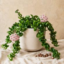Charger l'image dans la galerie, Hoya compacta en pot, feuilles vertes retombantes et fleurs roses