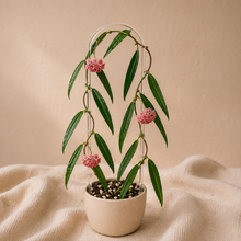 Load image into Gallery viewer, Plante d’intérieur Hoya Siariae en pot beige : feuilles vertes et fleurs roses