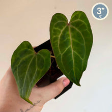 Load image into Gallery viewer, Anthurium (Carlablackiae X BVEP) X (Kuna X Papi)