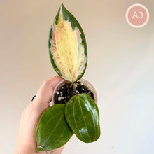Charger l'image dans la galerie, Hoya Merrillii Variegata 🐾