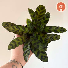 Charger l'image dans la galerie, Calathea Rufibarba đŸ