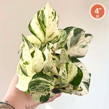 Charger l'image dans la galerie, Pothos Manjula