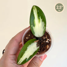 Charger l'image dans la galerie, Plante Hoya Acuta panachée, feuilles vert foncé et crème, en pot 2,5 po