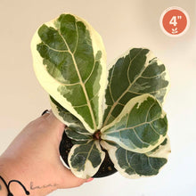 Charger l'image dans la galerie, Ficus Lyrata Variegata