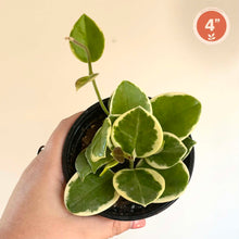 Charger l'image dans la galerie, Hoya Australis Albomarginata 🐾
