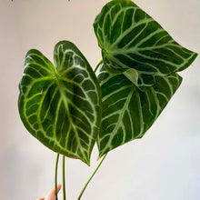 Charger l'image dans la galerie, Anthurium Warocqueanum X Silver Blush, deux feuilles vert foncé à nervures claires