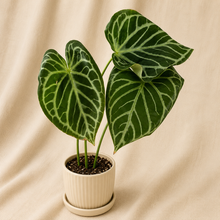 Charger l'image dans la galerie, Anthurium Warocqueanum X Silver Blush