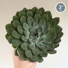 Charger l'image dans la galerie, Echeveria Pulidonis : rosette de feuilles charnues vertes et gris-bleu, tenue en main