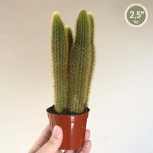 Charger l'image dans la galerie, Cactus — Parodia leninghausii