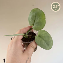 Load image into Gallery viewer, Plante d’intérieur Scindapsus Platinum en petit pot, feuilles vertes ovales