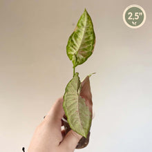 Load image into Gallery viewer, Syngonium confetti tricolore : feuilles vertes, crème et rosées