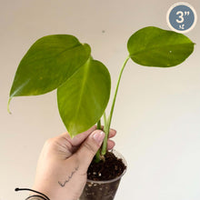 Load image into Gallery viewer, Plante Monstera Deliciosa en pot, feuilles vertes découpées