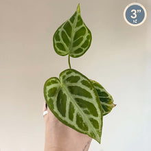Load image into Gallery viewer, Plante d’Anthurium Warocqueanum à grandes feuilles vert vif, prise en main