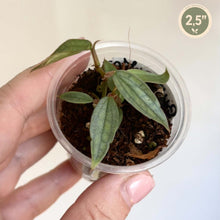 Load image into Gallery viewer, Bouture de philodendron dans pot transparent, feuilles vertes striées.