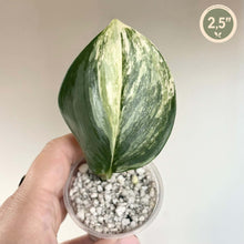 Load image into Gallery viewer, Plante Scindapsus Rubicon Variegata à feuillage vert panaché, pot 2,5 pouces