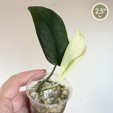 Charger l'image dans la galerie, Plante d’intérieur Scindapsus Jade Satin Marble en pot transparent, deux feuilles vert foncé et clair.