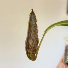 Charger l'image dans la galerie, Nepenthes burbidgeae X Campanulata BE-3564 Plante Carnivore