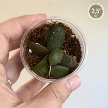 Load image into Gallery viewer, Mini pot de plante succulente 2,5" en godet plastique transparent, feuilles vertes