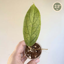 Charger l'image dans la galerie, Plante Hoya Golden Eye en pot, feuille vert clair nervurée, hauteur 2,5"