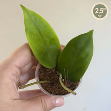 Load image into Gallery viewer, Plante Hoya incrassata en petit pot, deux feuilles vertes en forme de cœur