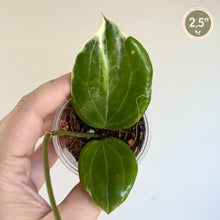 Charger l'image dans la galerie, Plante Hoya à deux feuilles vertes épaisses en pot rond, 2,5 pouces
