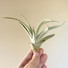 Charger l'image dans la galerie, Plante aérienne Tillandsia à rosette de feuilles vert clair argenté, tige centrale.