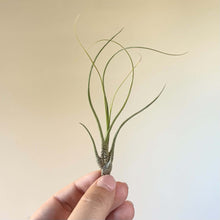 Charger l'image dans la galerie, Plante aérienne Tillandsia à longues feuilles fines vertes, base texturée tenue à la main.