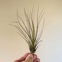 Charger l'image dans la galerie, Plante aérienne Tillandsia en touffe de feuilles longues vert foncé, base compacte.