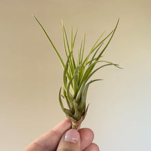 Charger l'image dans la galerie, Plante aérienne Tillandsia à rosette de feuilles vert vif, pointes dressées.