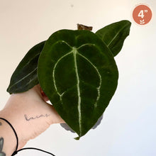 Charger l'image dans la galerie, Feuille d’anthurium verte en forme de cœur, nervure centrale claire