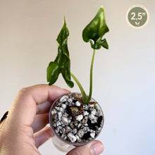 Load image into Gallery viewer, Alocasia Teletubbies en pot, feuilles vertes, billes de terre, format 2,5 pouces