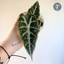 Load image into Gallery viewer, Alocasia Parasol