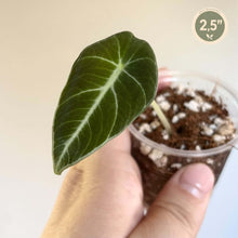 Load image into Gallery viewer, Alocasia Black Velvet