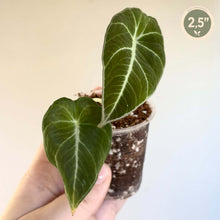 Load image into Gallery viewer, Alocasia Black Velvet